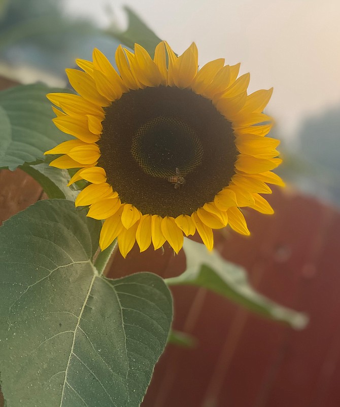 A honey bee visits a sunflower in this photo taken by Ciarra Begovich and submitted by Dixie Martin.
