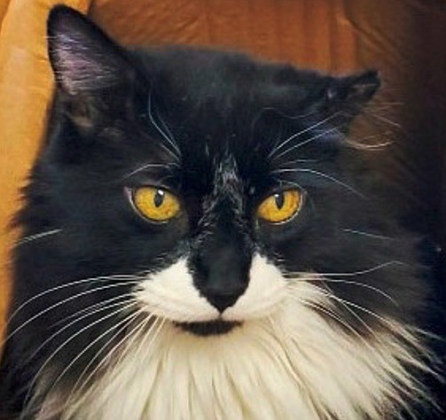 Bootsie is an elegant 10-year-old domestic-long-hair tuxedo. He came to CAPS after his caregiver passed away. Bootsie is looking for a home where he can be the one and only. He is a lovely companion who will curl up in the sun and purr the day away. Come out and meet him. He is purrfect!