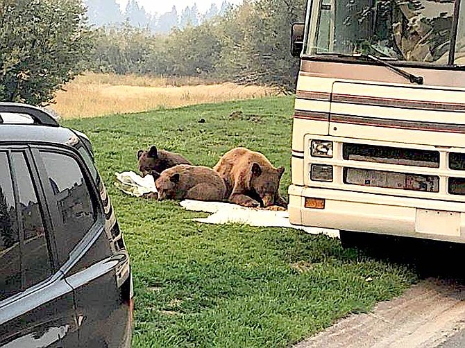Bears enjoy some ill-gotten gains from an RV they raided in this California wildlife photo