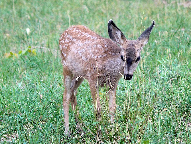 The fawns are out in Genoa so please watch out for them on the roads.