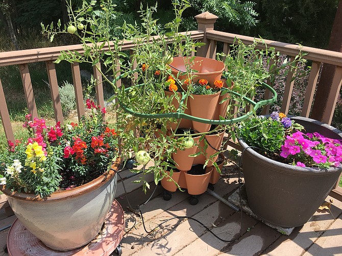 Hollyhocks, petunias and marigolds accompany tomatoes in the corner of a Genoa deck.