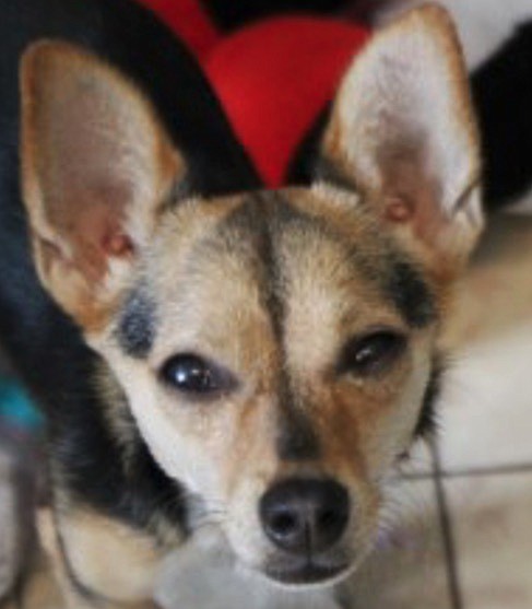 Sassy is a lively one-year-old Chihuahua mix. She is the cutest little girl you have ever seen. Sassy adores people and loves being held. She does need daily eye ointment because she has chronic dry eyes. Come out and meet this cutie.