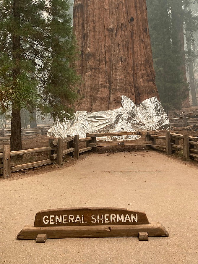 This photo provided by the Southern Area Blue Incident Management Team on Sept. 17, 2021, shows the giant sequoia known as the General Sherman Tree with its base wrapped in a fire-resistant blanket to protect it from the intense heat of approaching wildfires at Sequoia National Forest in California. (Southern Area Blue Incident Management Team via AP)