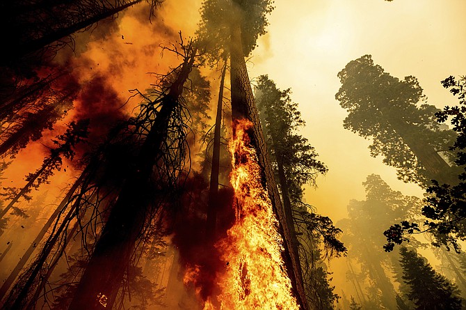 Flames lick up a tree as the Windy Fire burns in the Trail of 100 Giants grove in Sequoia National Forest, Calif., on Sept. 19, 2021. (AP Photo/Noah Berger)
