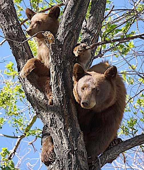 Wisteria Brimm took this photo of bears in a tree in Fish Springs over the weekend.