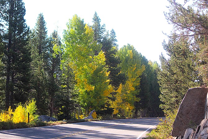 There's a little bit of color among the aspens along Blue Lakes Road as of Thursday. Friends of Hope Valley are hosting Aspen Day 2021 on Saturday.