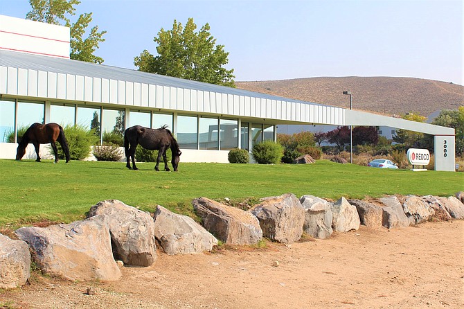 Wild horses groom the lawn at Redco. The manufacturer of rubber products relocated from Hayward, Calif., to the Industrial Airpark in 1990. (Photo: Ronni Hannaman)