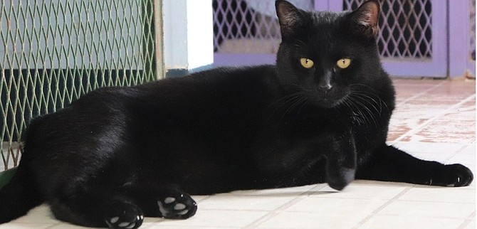 Nico is a gorgeous one-year-old black domestic shorthair. He is lean and sleek like a panther. Nico came to CAPS because his family moved and could not take him. He is looking for a home where he will be cherished for his exotic looks and adorable personality.