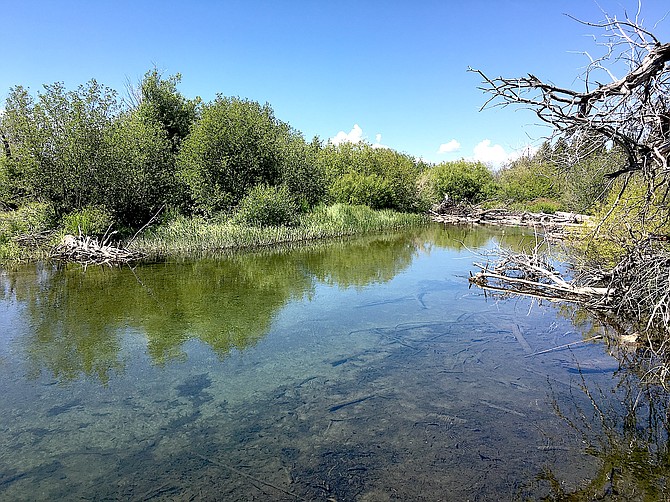 Taylor Creek is open, but the annual fall fish festival will be closed due to low water.