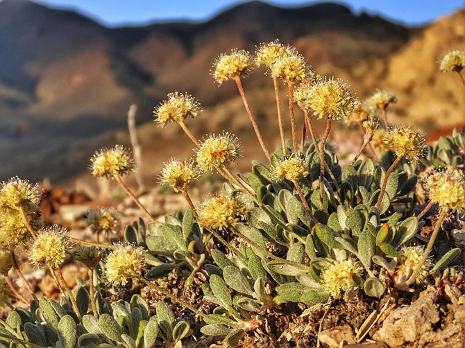 This photo taken in June 2019 in the Silver Peak Range near Tonopah shows Tiehm's buckwheat growing where a lithium mine is planned. (Patrick Donnelly/Center for Biological Diversity via AP)
