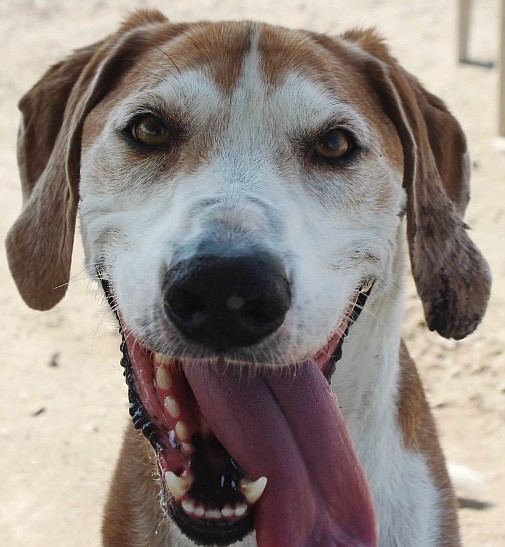 Gunner is a handsome six-year-old Hound. He is strong, happy, and active. Gunner came to CAPS because he was a stray. He doesn’t try to get out of the yard, and he enjoys walking. Gunner is friendly, likes people, and rides well in the car. His smile just invites you to become his new BFF. Come out and take him for a walk; he’ll reward you with his friendship.