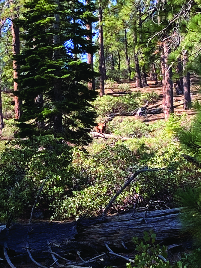 A black bear is seen from the Ophir Trail in Washoe Valley in May.