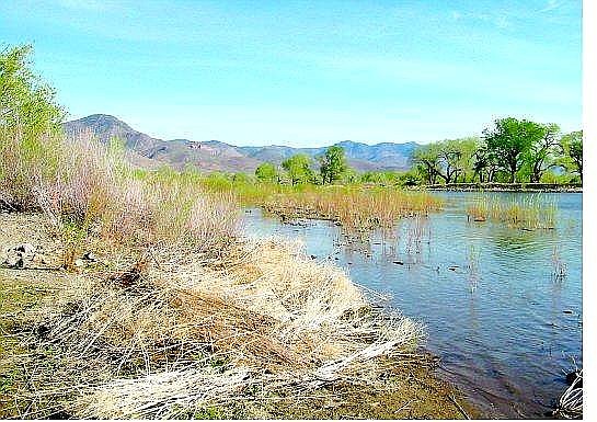 The Carson River in Dayton is part of stretch between Carson City and Lahontan Reservoir contaminated with mercury. (Photo: Kurt Hildebrand/NNG, file)