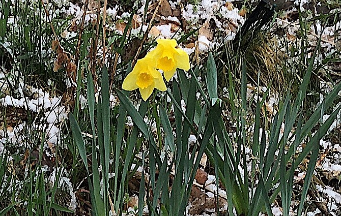 Daffodils are among the first flowers to bloom in spring and should be planted in fall. An added benefit is that the squirrels won't eat them.