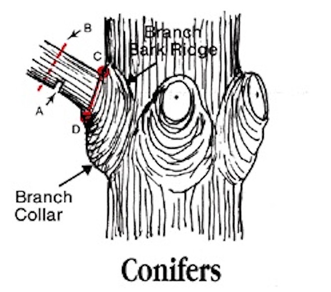 Dr. Alex Shigo's illustration on how to properly prune.