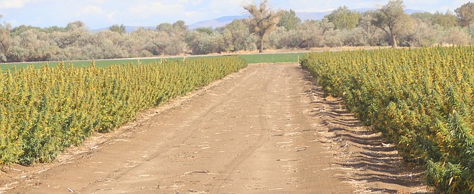 Western State Hemp grows the crop for consumer and animal usage.