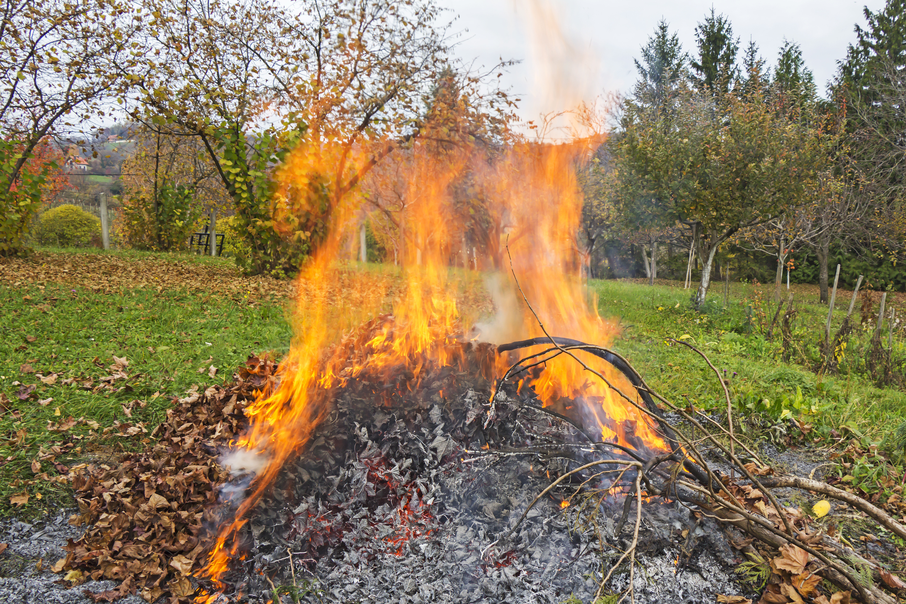 Можно ли сжигать ветки на своем участке. Сжигание листвы на участке. Сжечь траву на участке. Сжигают листья в саду. Сжигать растения на даче.