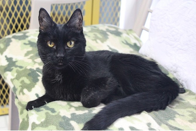 Pepper is an elegant, black 13-year-old domestic-short-hair. She came to CAPS from a multi-cat household. Diagnosed with Chronic Pancreatitis, she requires special food. Pepper is tiny, but she has a big heart and is looking for that extraordinary person who will love and pamper her. Are you that special person? Come out and meet her.