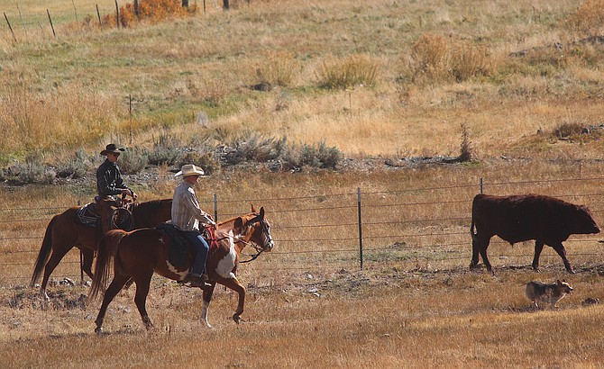 Cowboys herd cows south on Ranch No. 1, the oldest ranch in Nevada, below Foothill Road in Genoa on Thursday morning.
