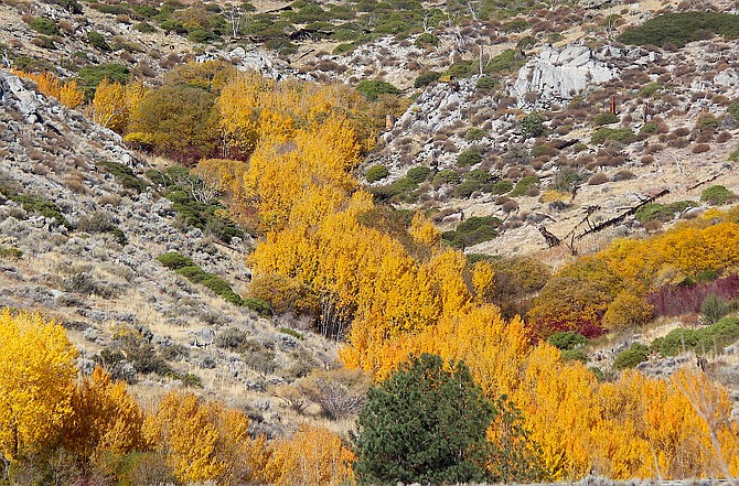 Aspen leaves turn golden in a drainage in the Carson Range above Foothill Road.
