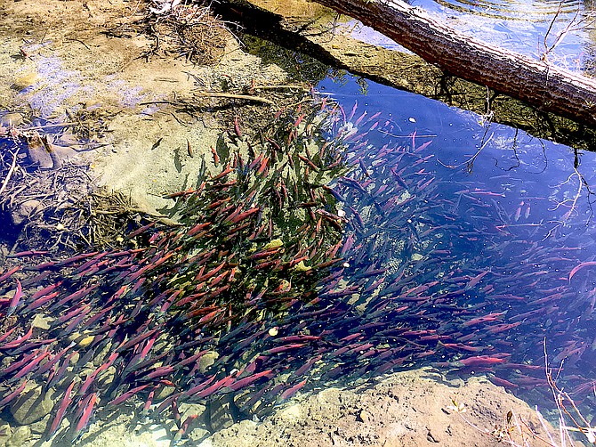 Hundreds of Kokanee salmon were visible Oct. 2, 2017, in Taylor Creek on the south end of Lake Tahoe after a record water year.  Photo by Lisa Herron, USFS.