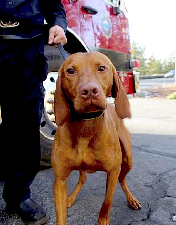 Tracker the Hungarian vizsla is the new bomb-sniffing dog with the Tahoe Douglas Bomb Squad.