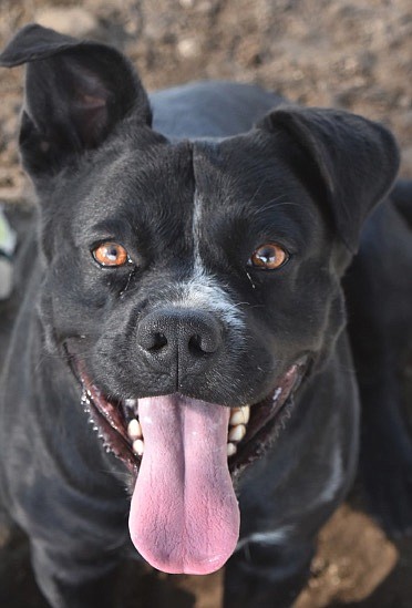 Courtesy
Shadow is a darling three-year-old Lab mix with one ear up and the other down. He is strong, muscular, and enjoys lots of activity. Shadow walks well on a leash, enjoys riding in the car, and is always up for a game of fetch. Come out for a play date. He is waiting to meet you.