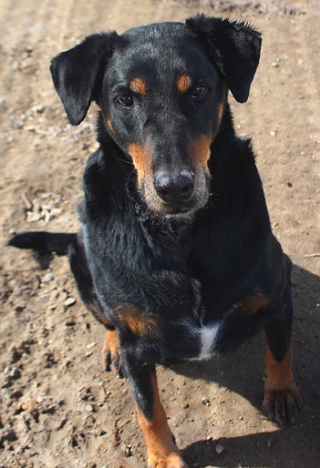 Courtesy
Barnum, pictured above,  and Bailey are two dynamic 11-year-old Shepherd/Doberman mixes. Originally adopted through CAPS, they have returned, because their owners became homeless. Barnum is a big, strong boy with a sweet laid-back attitude. Bailey is an active older gentleman who walks quickly on a leash. He isn’t fond of cats. Both are looking for a home where they can be together. Can you find room in your home and heart to love these guys? Come out and meet them.
