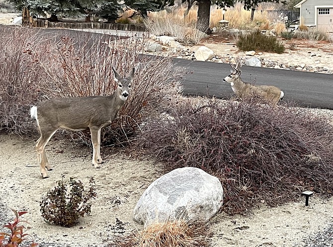 Foothill resident Margaret Pross took this photo of a four-legged neighbor couple on Monday morning.
