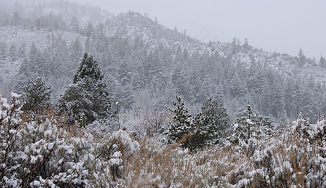 The foliage above Foothill Road sprouted snowballs on Thursday morning in this photo taken by Christine Banker.