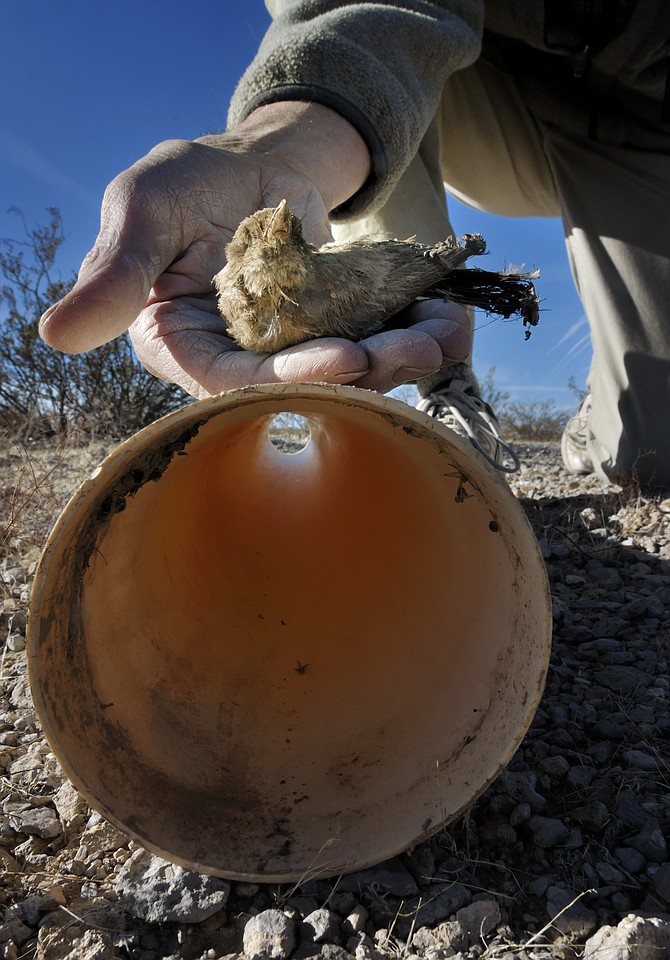 John Hiatt, conservation chairman for the Red Rock Audubon Society, holds the remains of a Say's Phoebe, a native bird which was found in the base of a PVC pipe mining claim marker near Las Vegas on Nov. 3, 2011. (Bill Hughes/Las Vegas Review-Journal via AP)