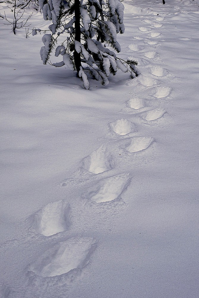 Minden photographer Jay Aldrich took this photo of bear tracks near Old Luther Grade on Saturday.