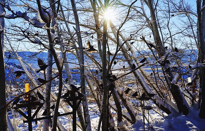 John Flaherty's tree in Topaz Ranch Estates was full of birds on Wednesday morning.