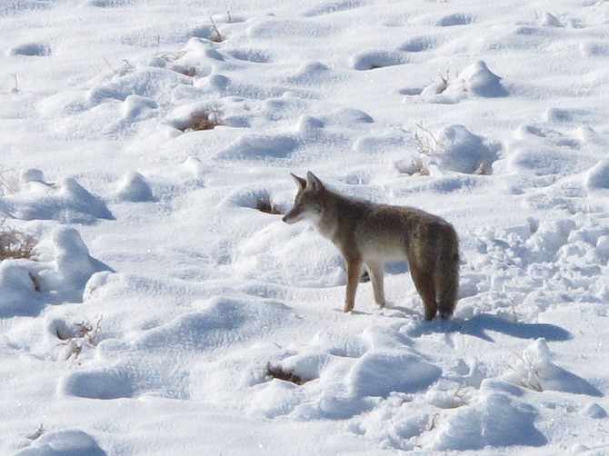 A coyote makes its way through the snow on a hillside north of Reno on Nov. 10, 2015. (AP Photo/Scott Sonner, File)