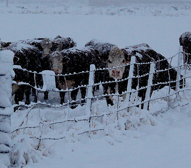 Cows in the snow on Dec. 14 just east of Genoa.