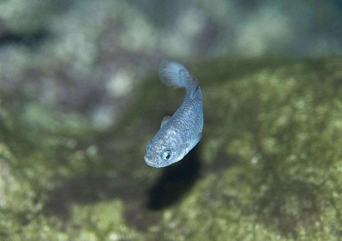 The endangered inch-long Devils Hole Pupfish has been the subject of countless legal battles since the 1970s. (Photo courtesy of Olin Feuerbacher)