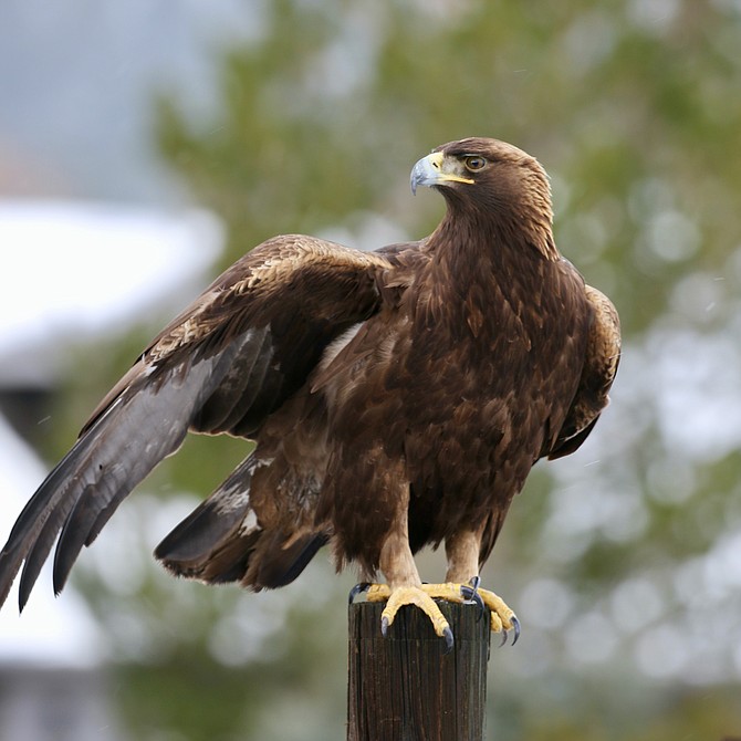 Gardnerville resident Ken Struven said this golden eagle visited with an apparent wing injury late last week.