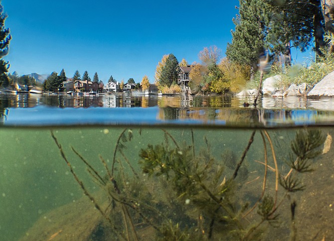 Aquatic invasive plants are seen in the Tahoe keys in Lake Tahoe, Calif., in this photo provided by League to Save Lake Tahoe/Keep Tahoe Blue.