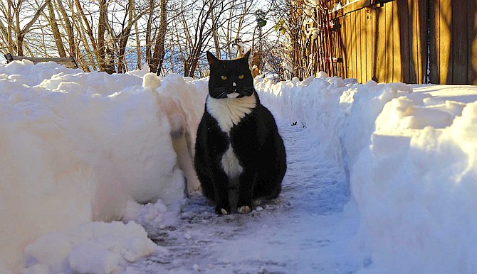 Topaz Ranch Estates resident John Faherty reported snow a cat deep on Sunday. After Monday's snow, it's probably closer to a cat and a half today.