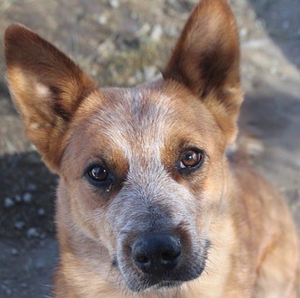 Chester is a handsome one-year-old Heeler cross. He is friendly and really likes people. Chester is full of energy and can really jump high; in fact, he can scramble over a six-foot fence. He isn’t keen on traveling in a crate and prefers large open areas to play. He is looking for a forever home on the range to spend the New Year. Come out to meet him.