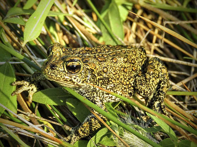 A rare Dixie Valley toad sits in grass in June 2017 in the Dixie Meadows in Churchill County. (Patrick Donnelly/Center for Biological Diversity via AP)