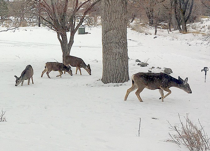 Deer forage for food on New Year's Eve afternoon in Genoa.