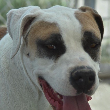 Ash is an adorable three-year-old American bulldog. He came to CAPS from the pound where his family had abandoned him. He is very sweet, well mannered, and loves to walk on a leash. Ash would like to be an only pet. Come out and meet this guy; he needs someone to pal around with.
