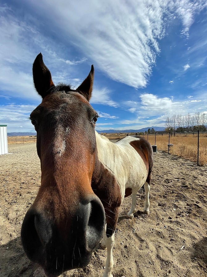 Between Horses and Humans volunteer Cindy Cowen's Mari, a standardbred and Arabian mix paint is curious of the camera in her dry lot at Maddi’s Friesian Ranch.
Julia Blank | Between Horses and Humans