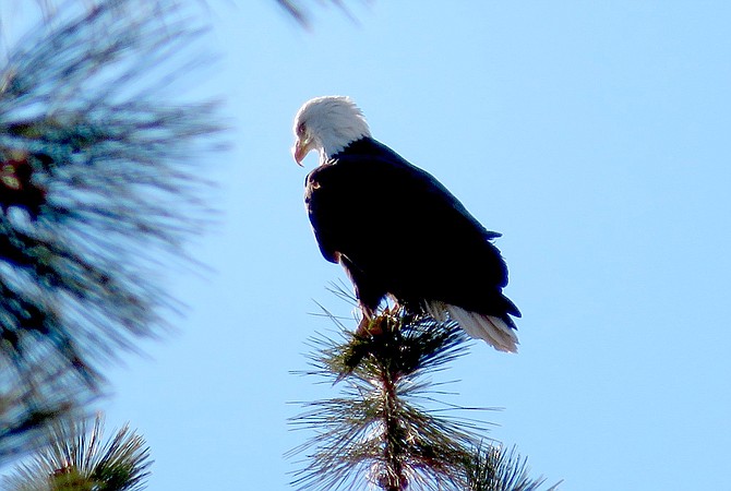 An eagle perches on a tree at Lake Tahoe. Photo by Bob Buehler