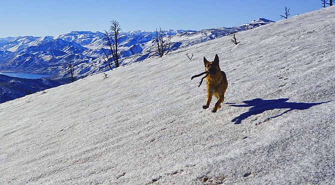 Pepper the dog enjoys playing with a stick on the hill above Topaz Lake on Tuesday.