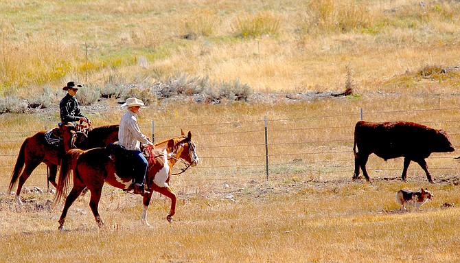 Ranch No. 1 ranchers move cattle on Oct. 28, 2021, below Jacks Valley Road.