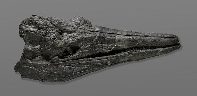 The skull of the first giant creature to inhabit the Earth, the ichthyosaur Cymbospondylus youngorum. (Photo Natalja Kent, courtesy of the Natural History Museum of Los Angeles County.)