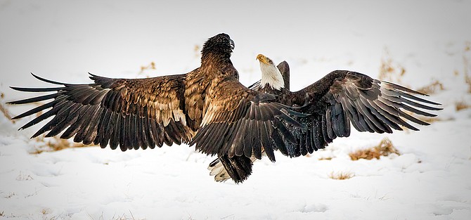 Eagles will be the stars in Carson Valley for next week's Eagles and Agriculture Event.