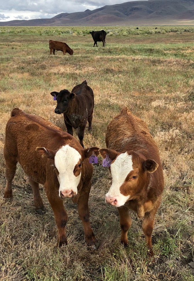 Extension’s Herds & Harvest Program is offering a new series of classes for beginning farmers and ranchers that will allow them to earn a small-acreage certification.
